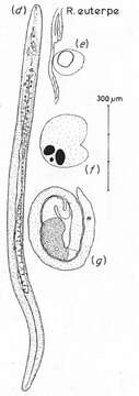 Plancia ëd Retronectes euterpe Sterrer & Rieger 1974