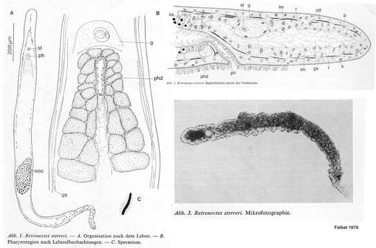 Image of Retronectes sterreri Faubel 1976