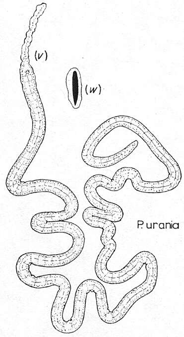 Plancia ëd Paracatenula urania Sterrer & Rieger 1974