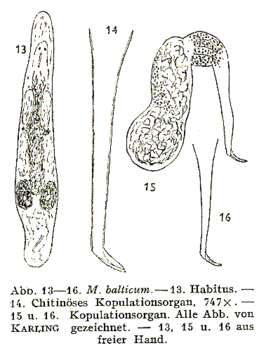 Image of Macrostomum balticum Luther 1947