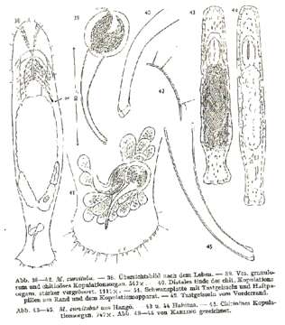 Image of Macrostomum curvituba Luther 1947