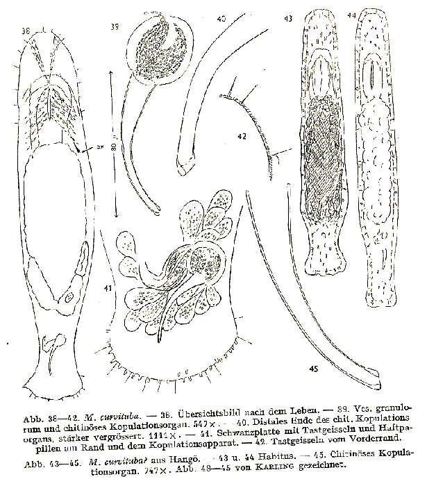 Image of Macrostomum curvituba Luther 1947
