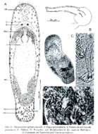 Image of Macrostomum galloprovinciale Schmidt & Sopott-Ehlers 1976