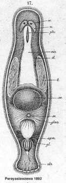 Image of Macrostomum gracile Pereyaslawzewa 1892