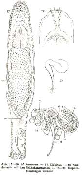 Image of Macrostomum hamatum Luther 1947