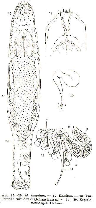 Image of Macrostomum hamatum Luther 1947