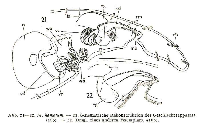 Image of Macrostomum hamatum Luther 1947