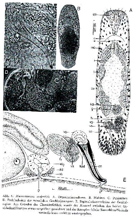 Image of Macrostomum majesticis Schmidt & Sopott-Ehlers 1976