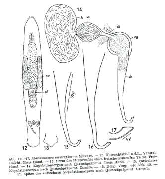 Image of Macrostomum mystrophorum Meixner 1926