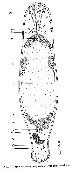 Image of Macrostomum prognosticis Schmidt & Sopott-Ehlers 1976