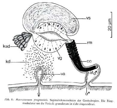 Image of Macrostomum prognosticis Schmidt & Sopott-Ehlers 1976