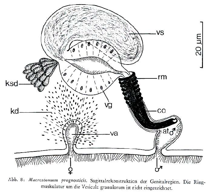 Image of Macrostomum prognosticis Schmidt & Sopott-Ehlers 1976