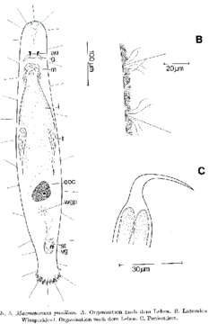 Image of Archimacrostomum