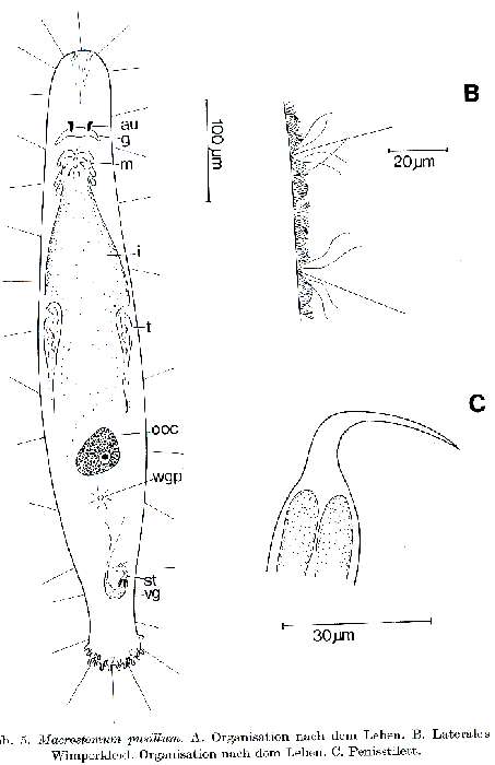 Image of Archimacrostomum