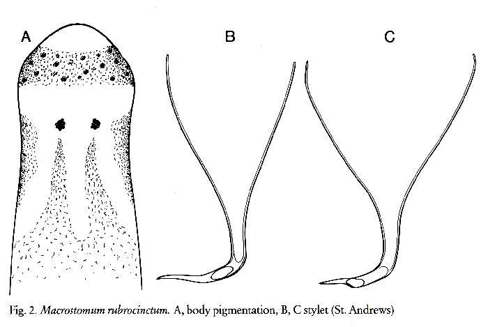 Image of Archimacrostomum rubrocinctum (Ax 1951) Faubel & Warwick 2005