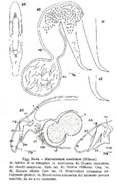 Image of Macrostomum sensitivum Silliman 1884