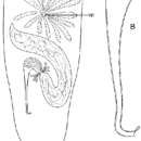 Image of Macrostomum spirale Ax 1956