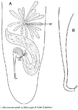 Image of Macrostomum spirale Ax 1956