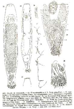 Image of Macrostomum tenuicauda Luther 1947