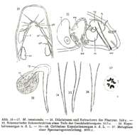 Image of Macrostomum tenuicauda Luther 1947