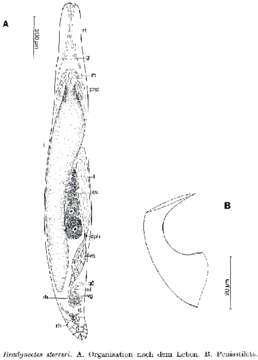 Image of Bradynectes