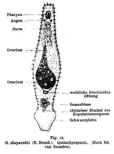 Image of Omalostomum