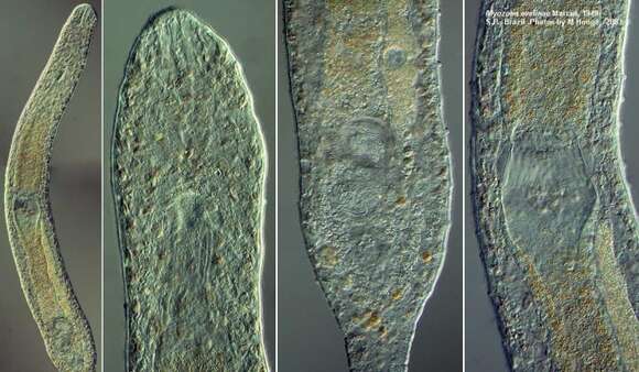 Image of Myozona evelinae Marcus 1949