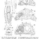 Image of Myozona lutheri Papi 1953