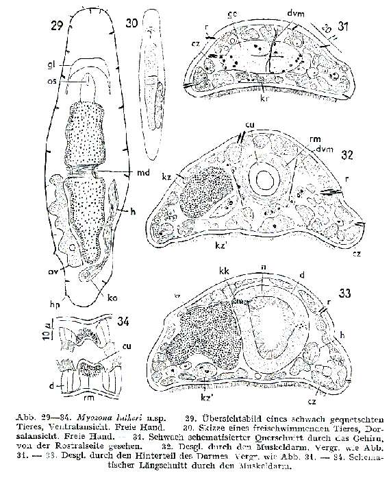 Image of Myozona lutheri Papi 1953