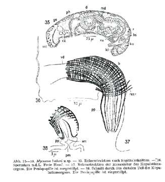 Image of Myozona lutheri Papi 1953