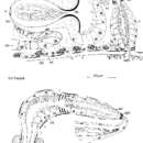 Image of Myozona purpurea Faubel 1974