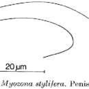 Image of Myozona stylifera Ax 1956