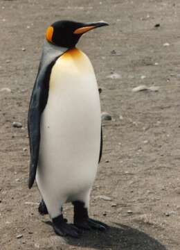 Image of King Penguin