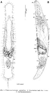 Image of Psammomacrostomum equicaudum Ax 1966