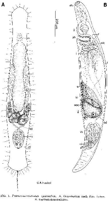 Image of Psammomacrostomum