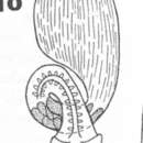 Image of Psammomacrostomum turbanelloides Karling 1974