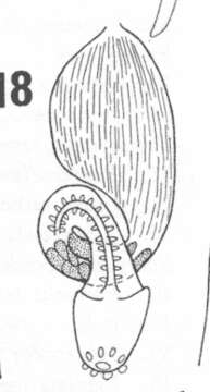 Image of Psammomacrostomum turbanelloides Karling 1974