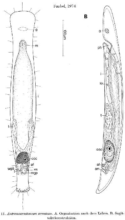 Image of Antromacrostomum