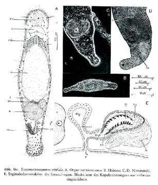 Image of Siccomacrostomum triviale Schmidt & Sopott-Ehlers 1976