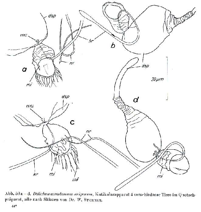 Image of Dolichomacrostomum