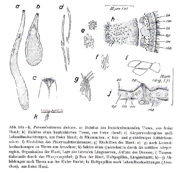 Image de Paromalostomum dubium (de Beauchamp 1927)