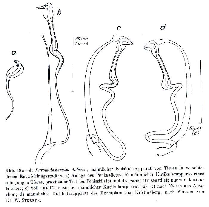 Image of Paromalostomum dubium (de Beauchamp 1927)