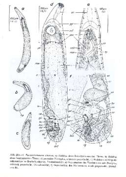 Image of Paromalostomum atratum Rieger 1971