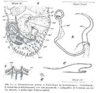 Image of Paromalostomum atratum Rieger 1971