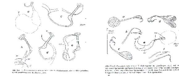 Image of Paromalostomum atratum Rieger 1971