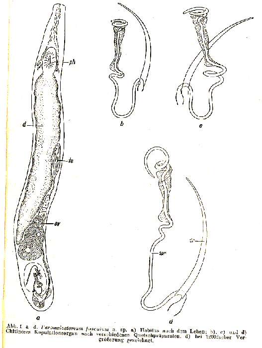 Image de Paromalostomum fusculum Ax 1952