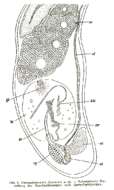 Image de Paromalostomum fusculum Ax 1952