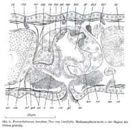 Image of Paromalostomum fusculum Ax 1952