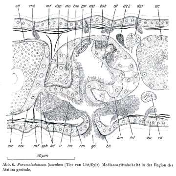 Image of Paromalostomum fusculum Ax 1952