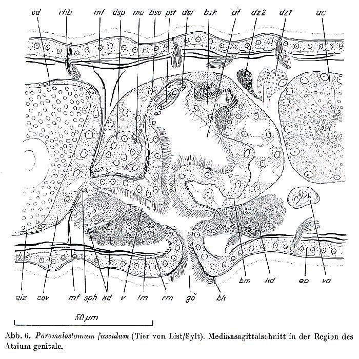 Image de Paromalostomum fusculum Ax 1952